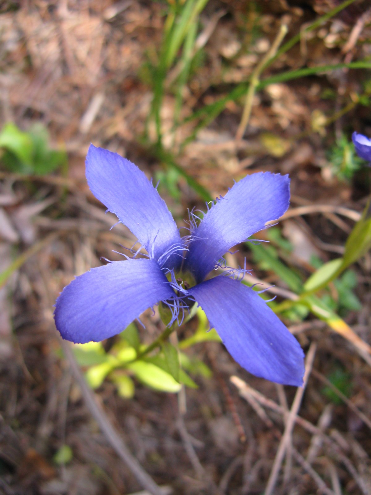 Gentianopsis ciliata / Genziana sfrangiata